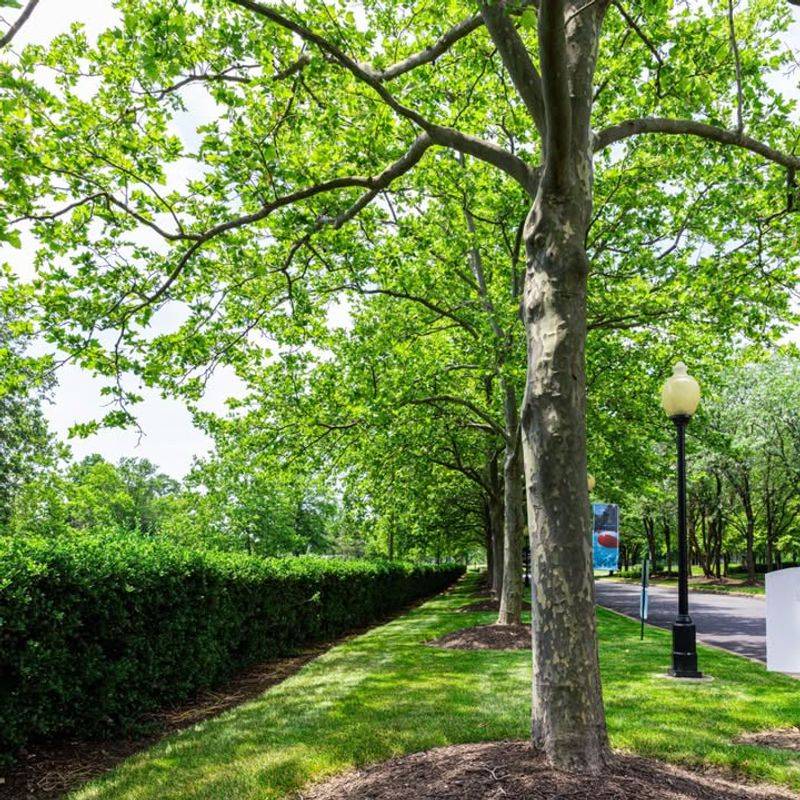 Plant Shade Trees Strategically