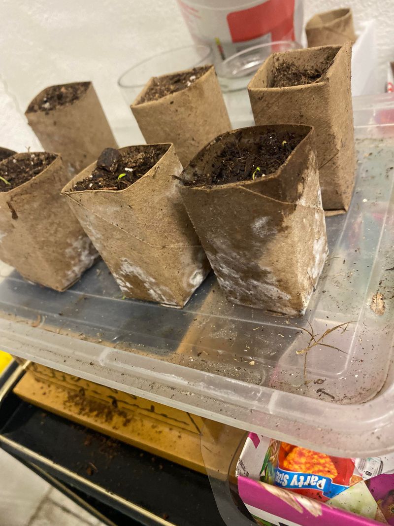 Constructing Protective Collars for Transplanted Seedlings