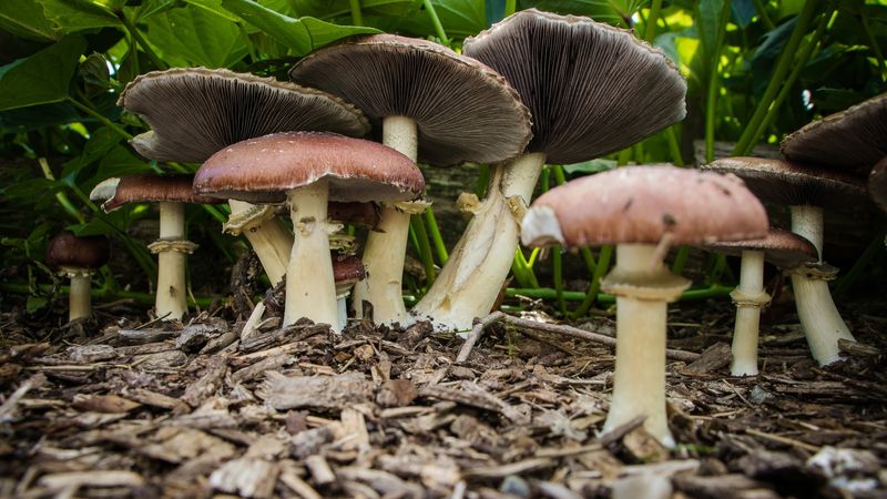 Combining Mushrooms With Shade-Loving Plants For Complete Fairy Gardens