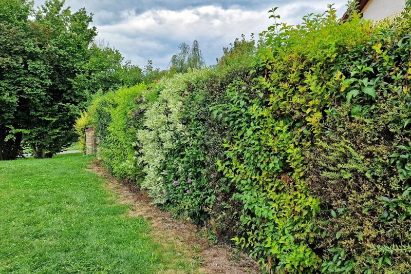 Using Natural Windbreaks Instead Of Fences
