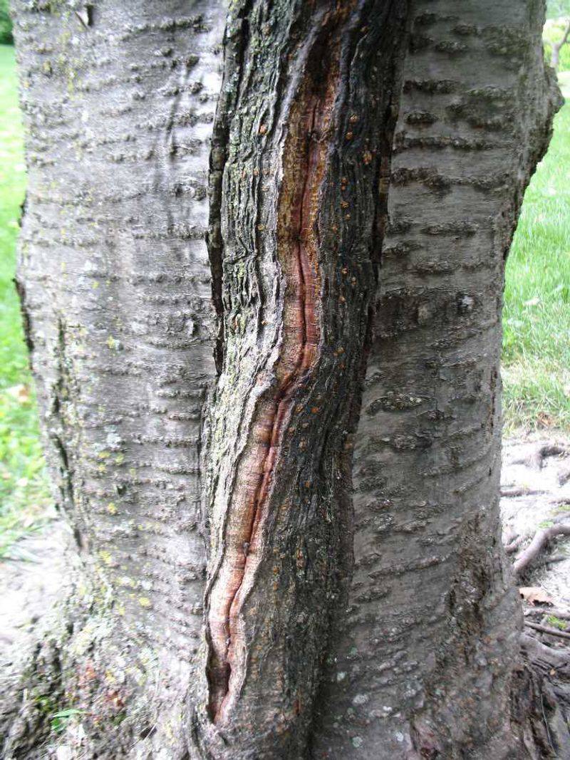 Prevents Frost Crack During Temperature Fluctuations