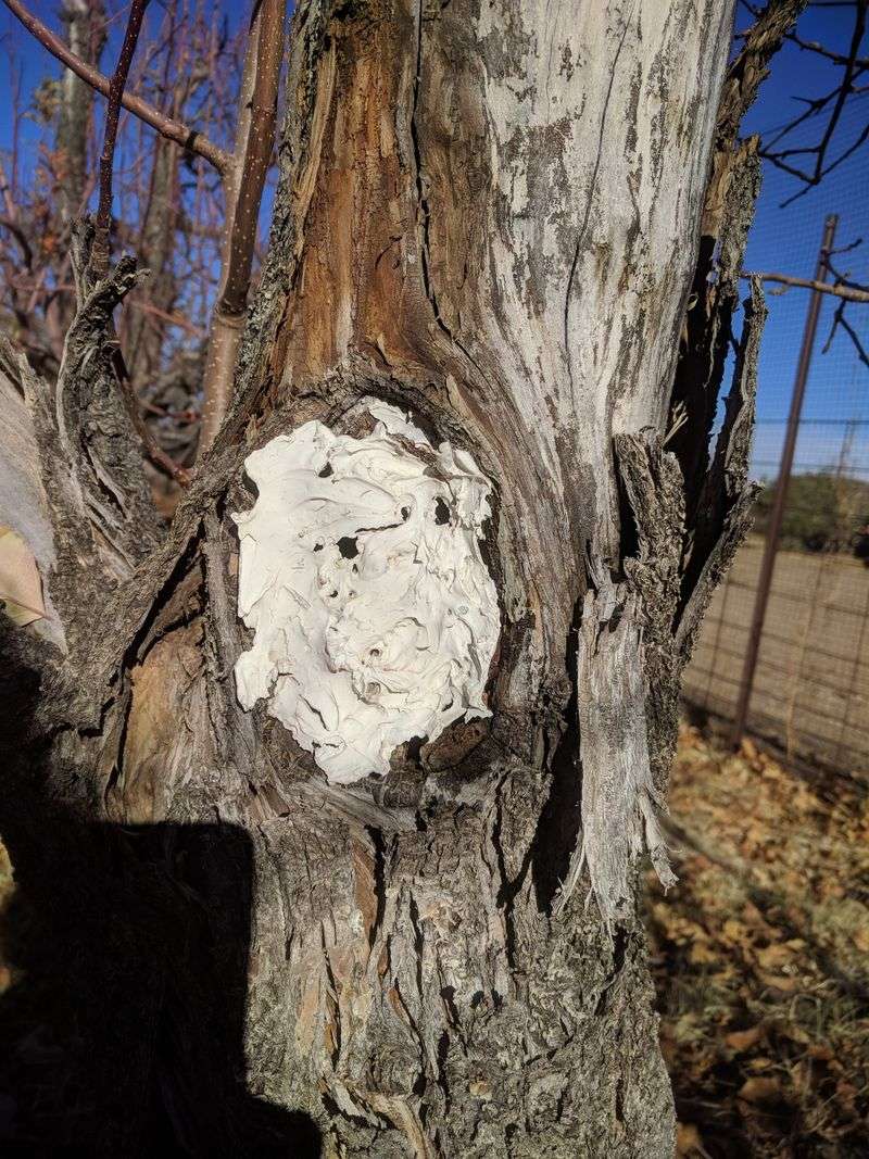 Protects Against Winter Injury And Frost Cracks