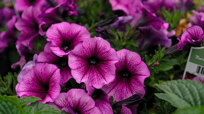 Petunias