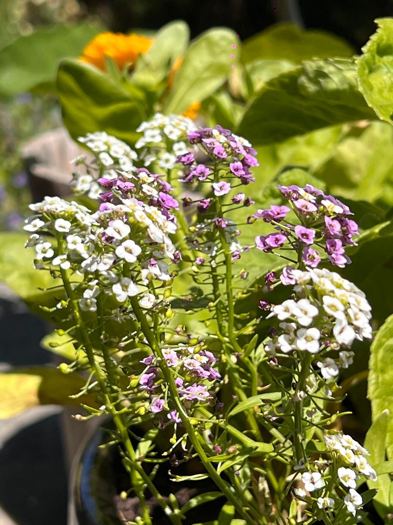 Alyssum