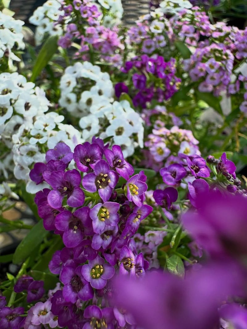 Alyssum