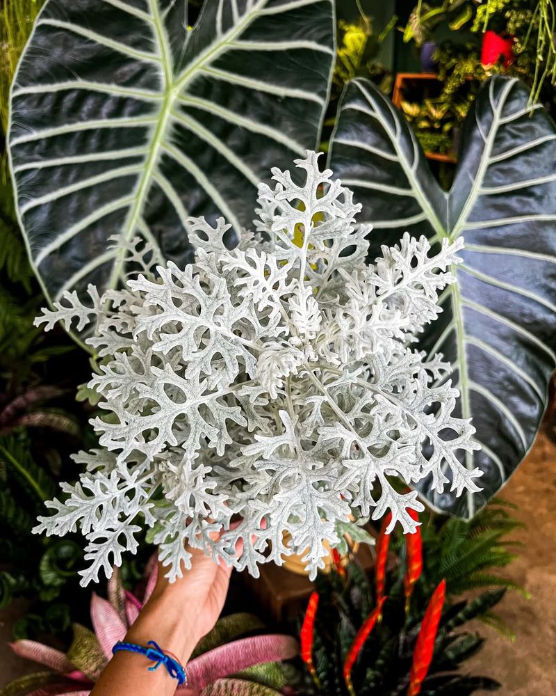 Dusty Miller