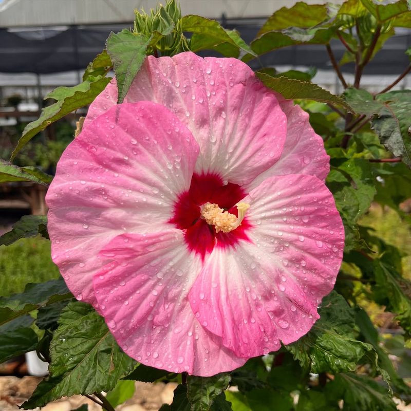 Hibiscus (Hardy Hibiscus - Hibiscus Moscheutos)