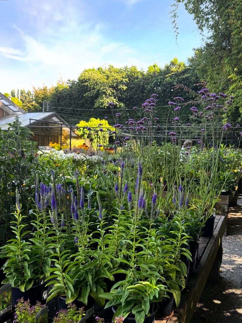 Verbena (Perennial Varieties)