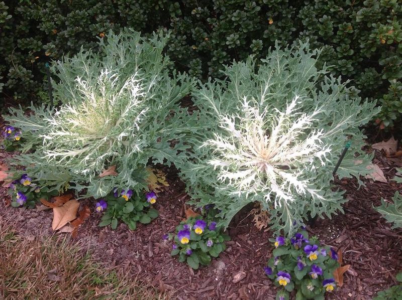 Ornamental Cabbage And Kale