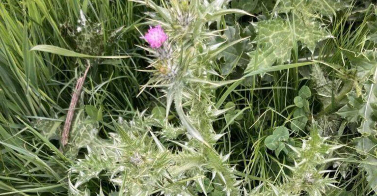 canada thistle