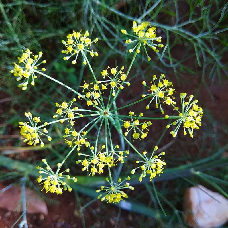 Fennel (Foeniculum Vulgare)