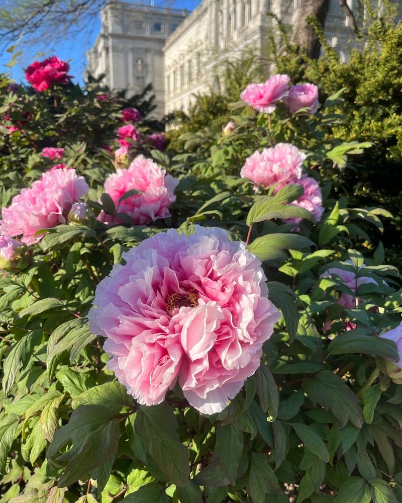Tree Peonies For Elegant, Oversized Spring Flowers