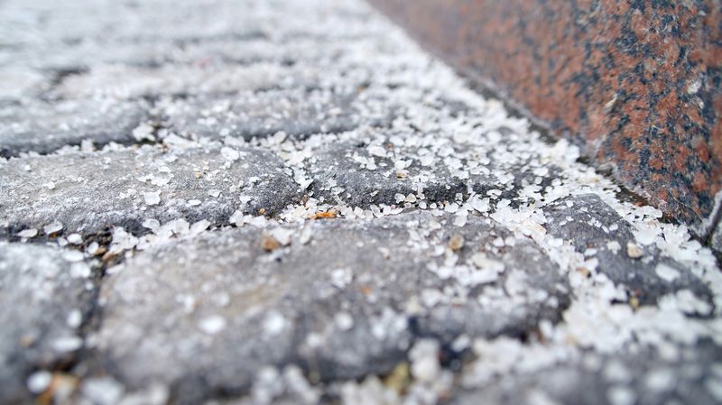 Salt Interferes With Essential Nutrient Uptake