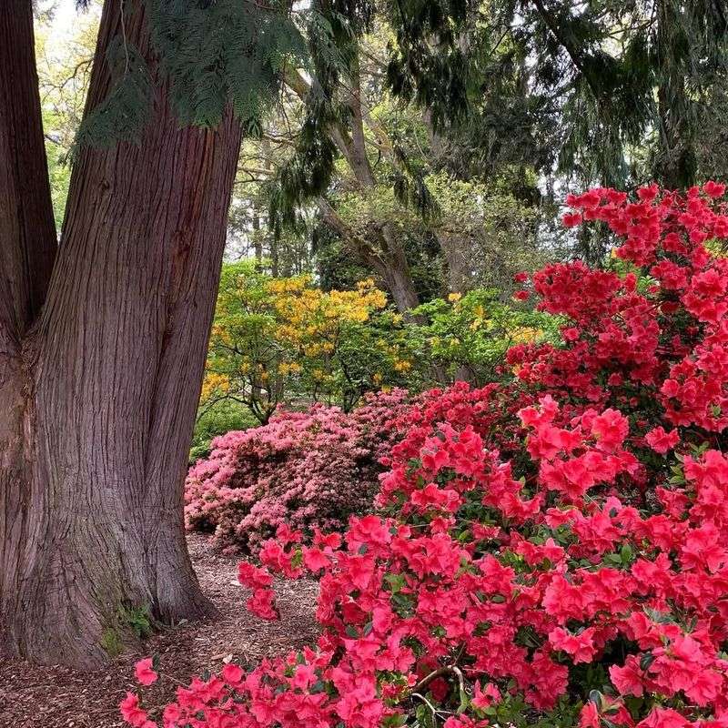 Beneath Large Shade Trees With Aggressive Roots