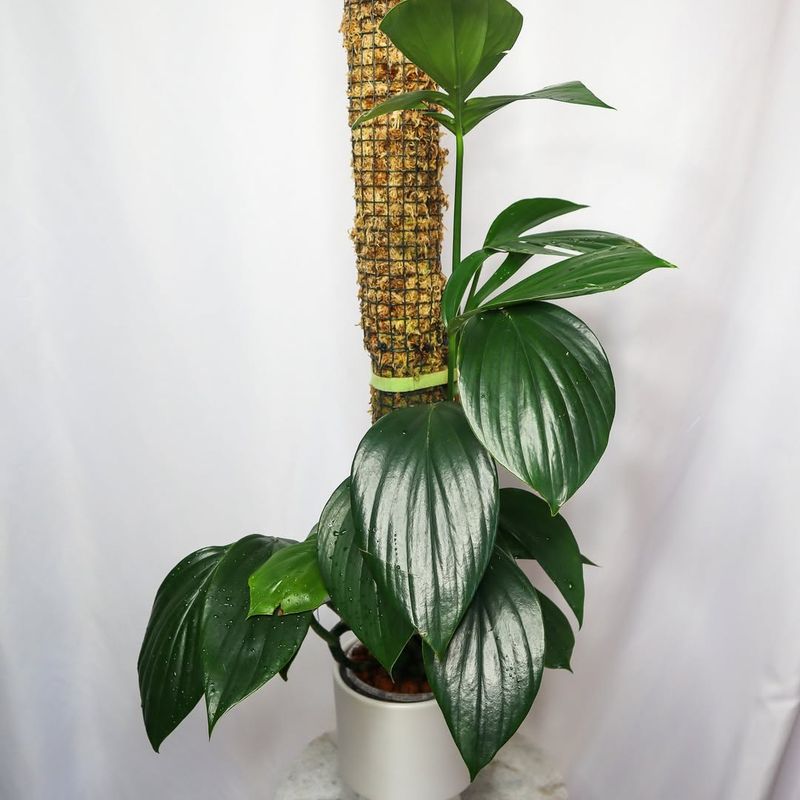 Epipremnum Pinnatum (Dragon Tail Pothos)
