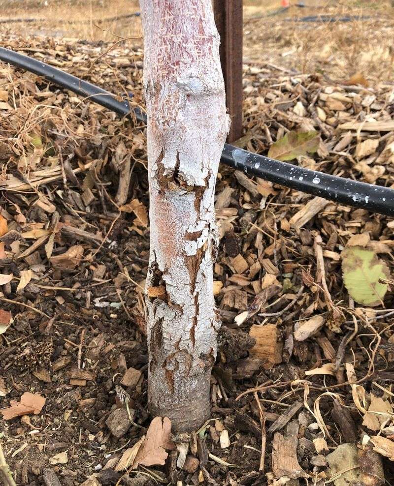 Reduces Risk of Bark Splitting and Cracking