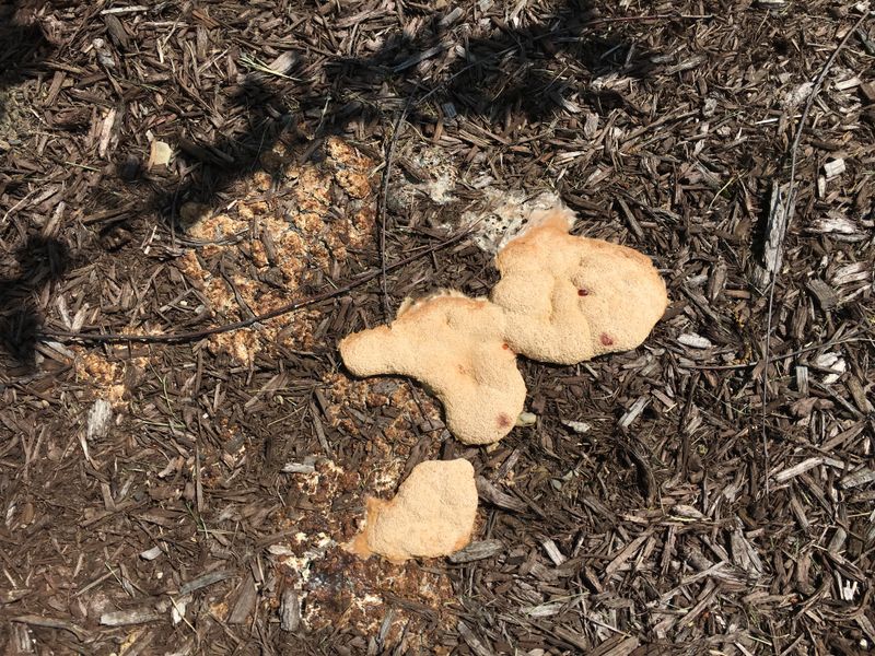 Moldy Or Compacted Mulch