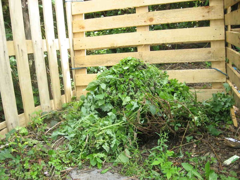 Weeds With Seeds Or Roots
