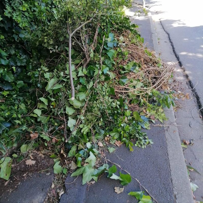 Maintaining Overgrown Vegetation on Property Lines