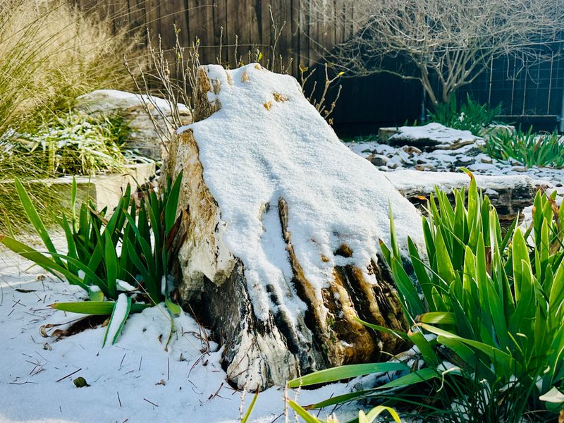 Exposing Tender Plant Crowns To Late Frost Damage