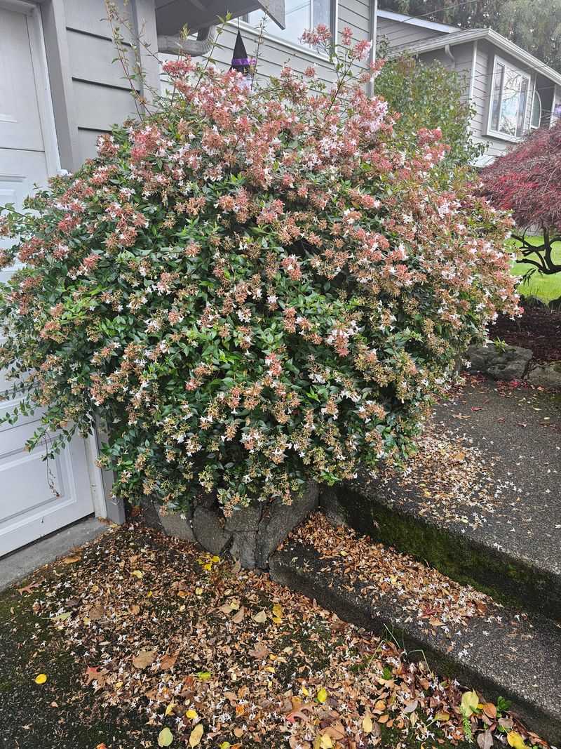 Pruning Trees and Shrubs at the Wrong Time