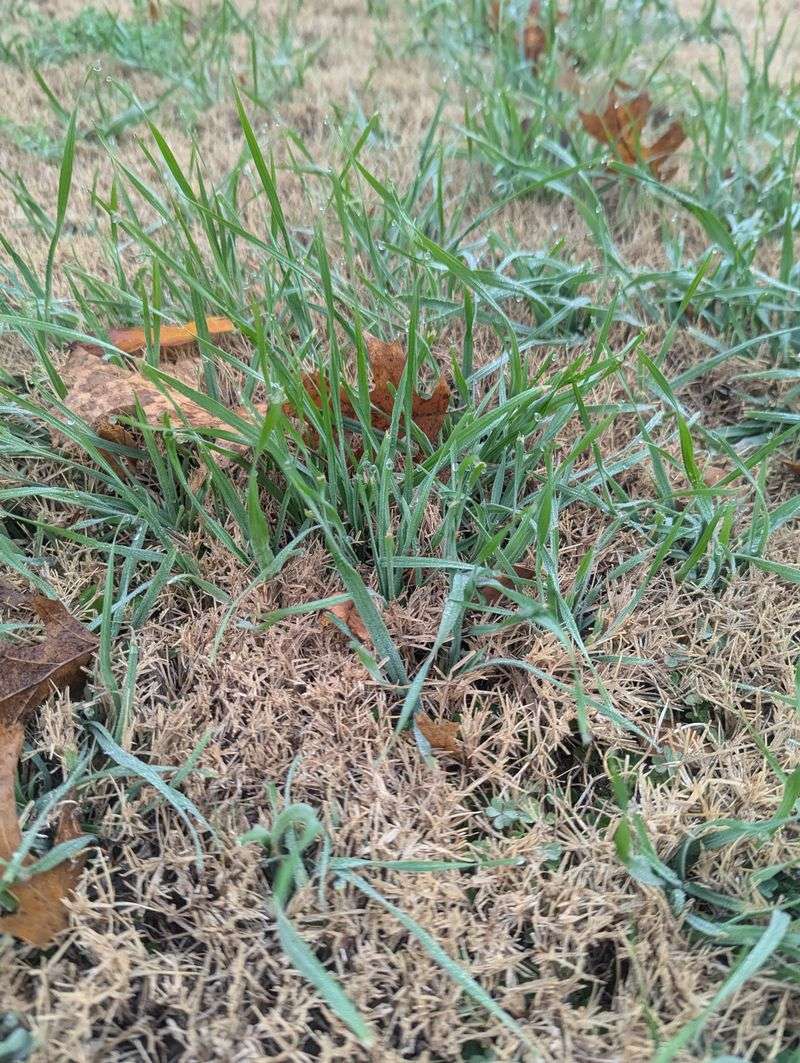 Control Weeds Before Spring