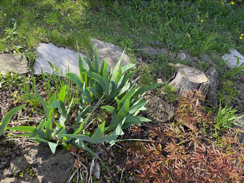 Common Reasons Irises Fail To Bloom