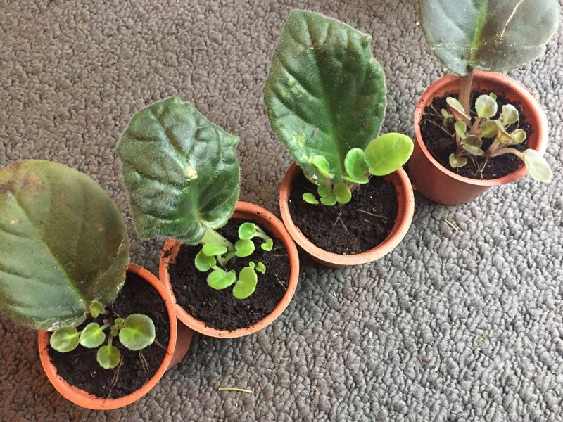 Propagating African Violet Leaves