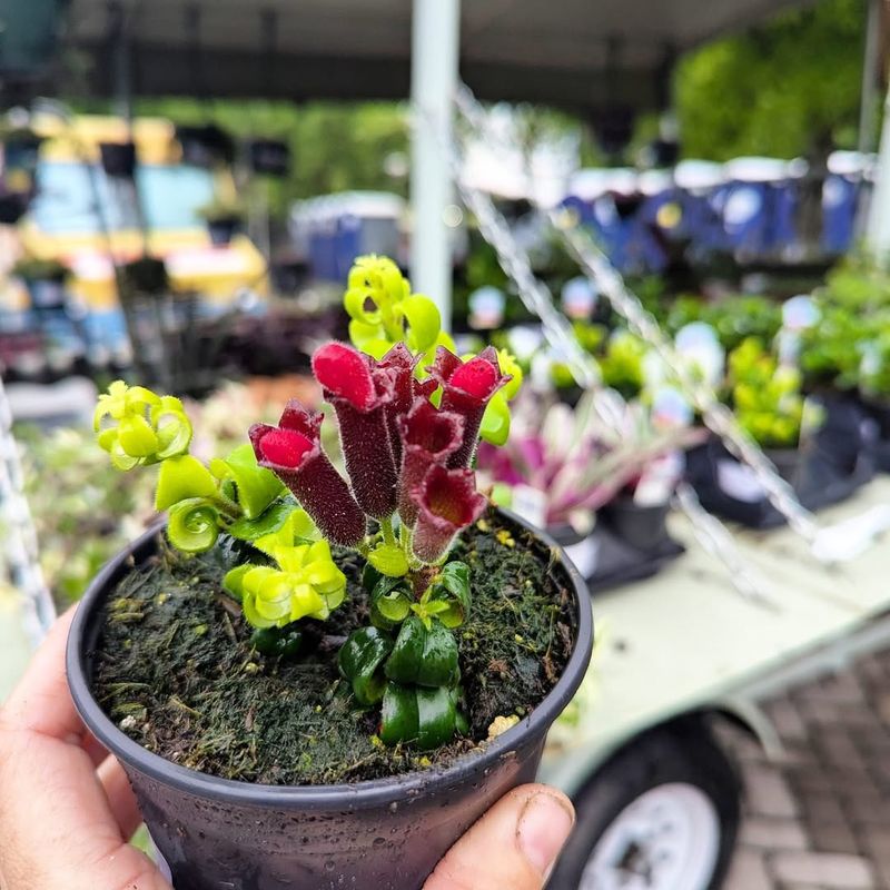 Using Rooting Hormone Powder Or Gel