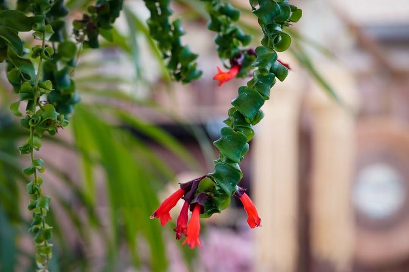 Air Layering For Large Stems