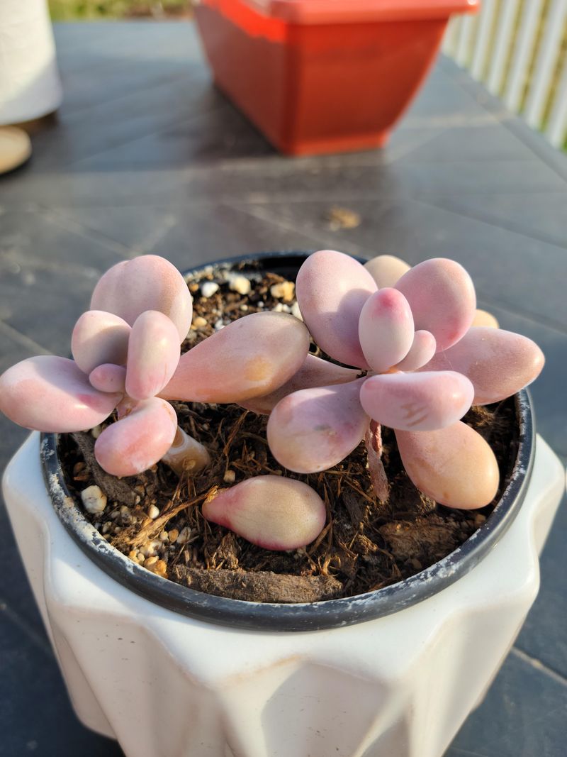 Leaf Cuttings for Succulents