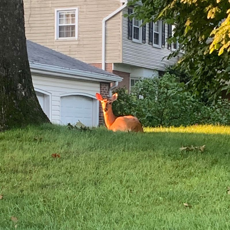 Do Not Trap Or Corner The Deer In Your Yard