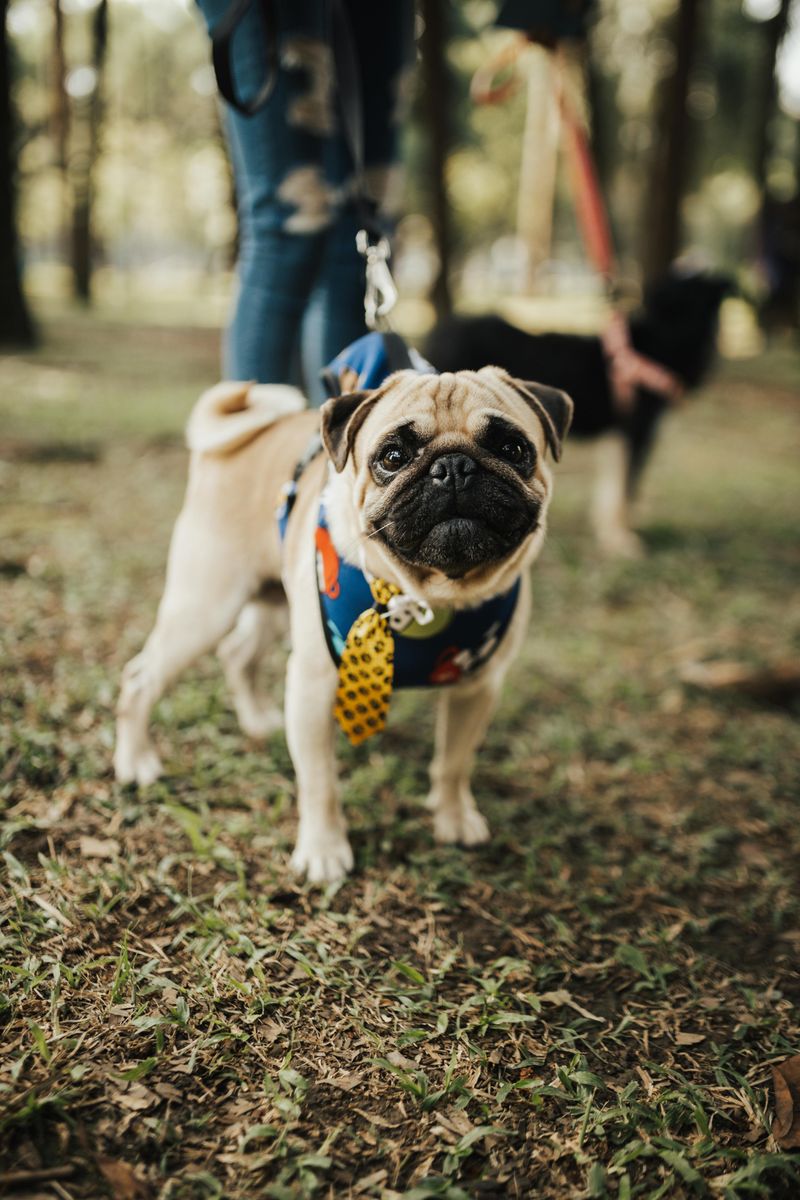 Do Not Allow Dogs To Chase The Deer