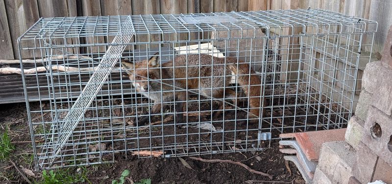 Do Not Attempt To Trap Or Relocate It Yourself