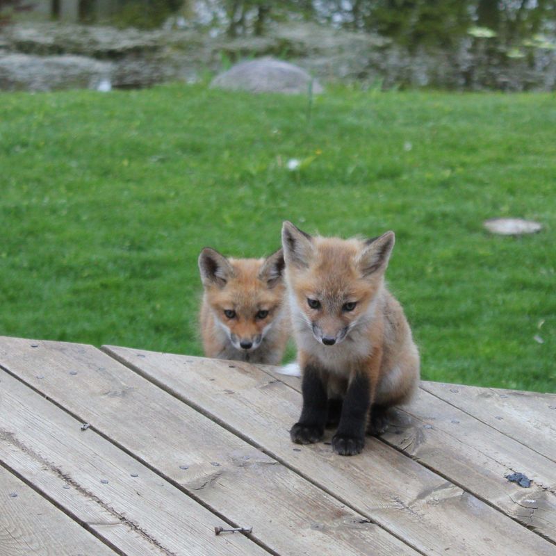 Do Not Approach Or Try To Touch It