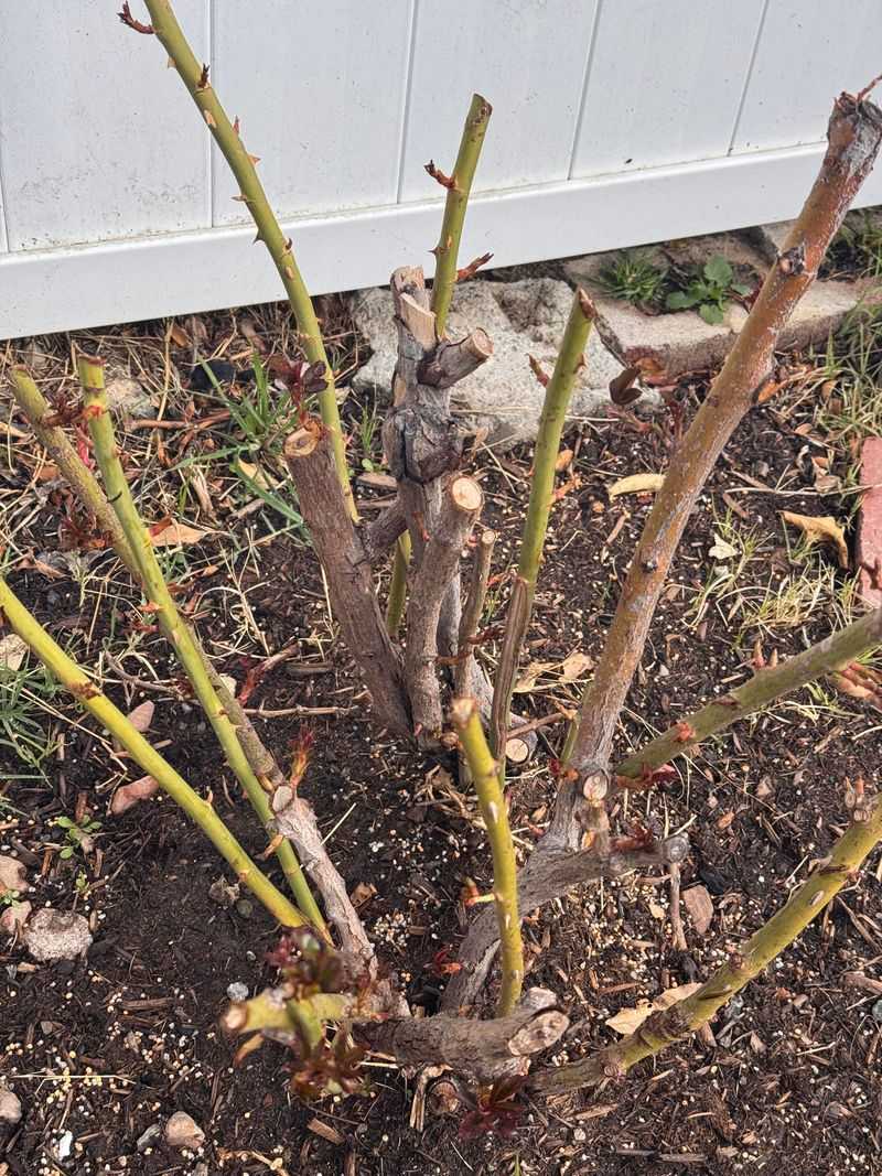 Prune Roses And Shrubs