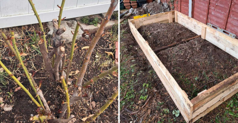 pruned rose plant and empty garden raised bed