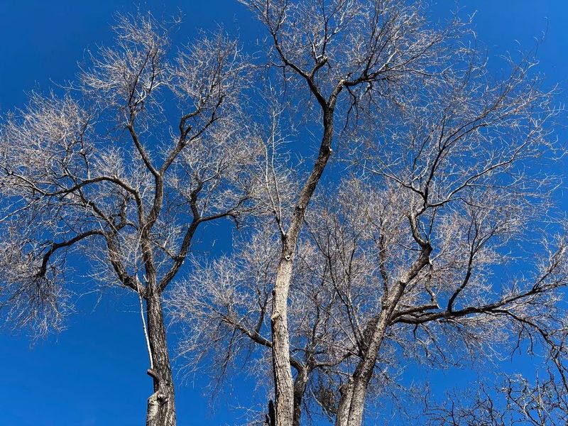 New Mexico's Dry Winter Climate Makes Watering Essential