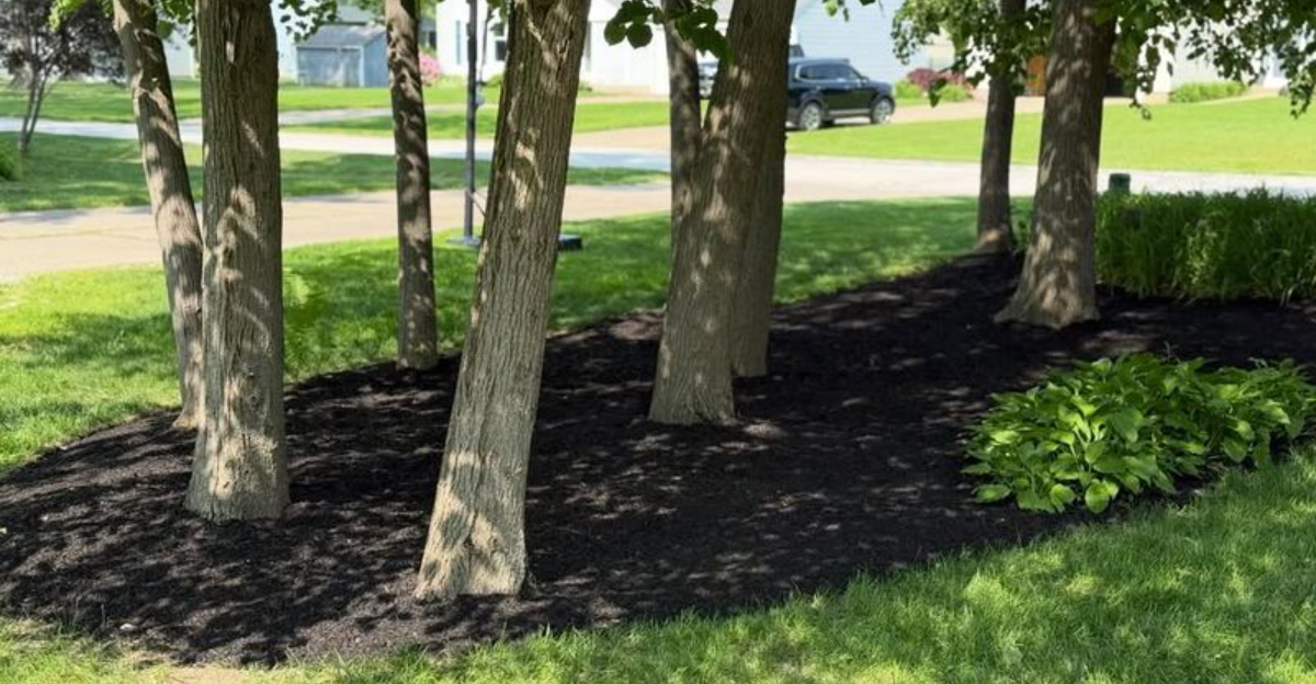 trees (featured image)