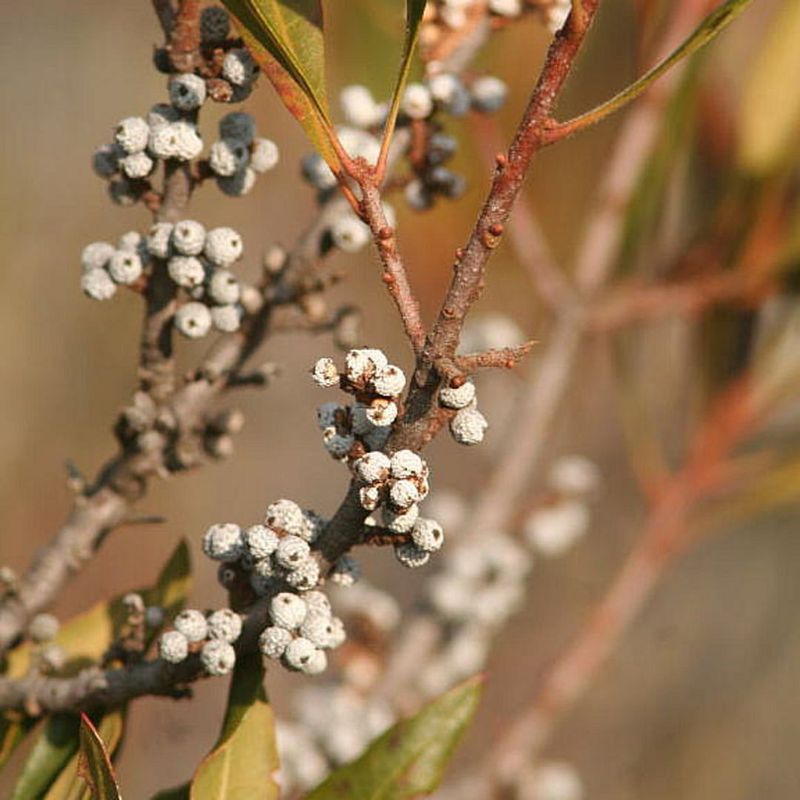 Bayberry For Coastal And Inland Wildlife Gardens