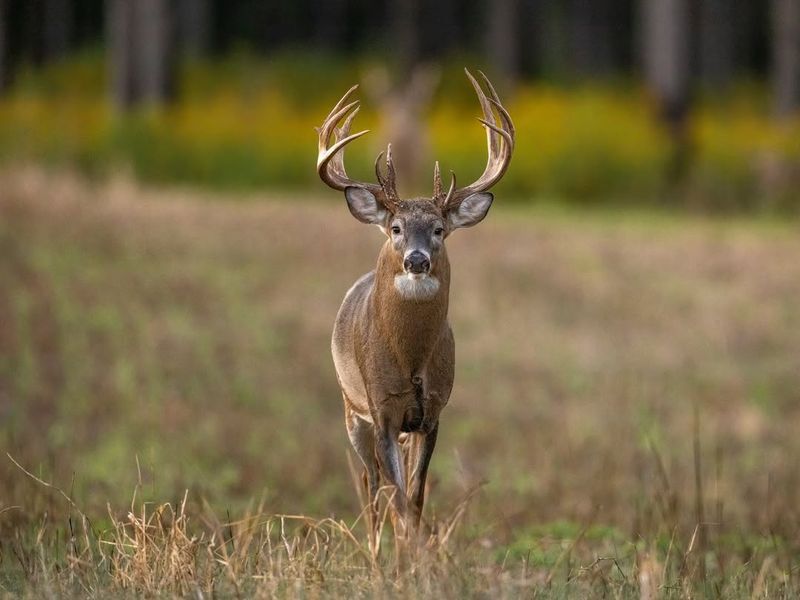 Don't Make Loud Noises Or Sudden Movements To Scare Them