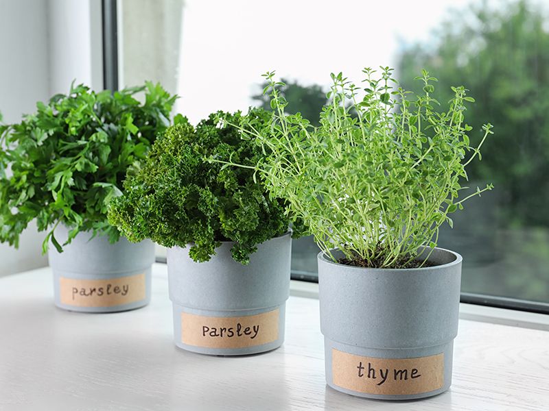 Redefine Thriving For Colorado Winter Herb Gardens