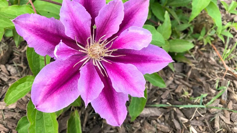 Mulch After Pruning To Protect Roots