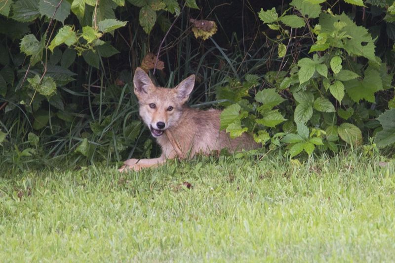 Don't Leave Pets Unattended