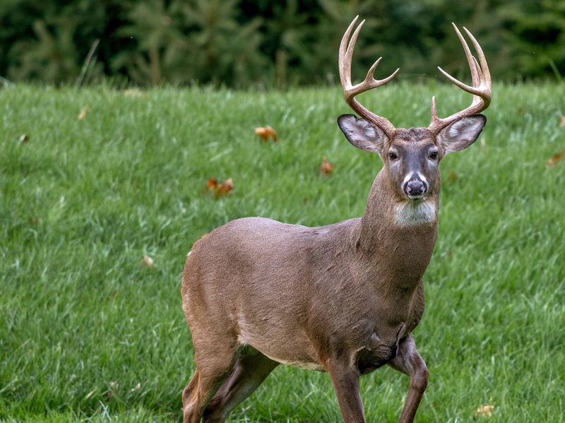 Don't Try To Touch Or Approach The Deer