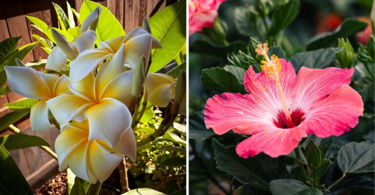 plumeria and tropical hibiscus