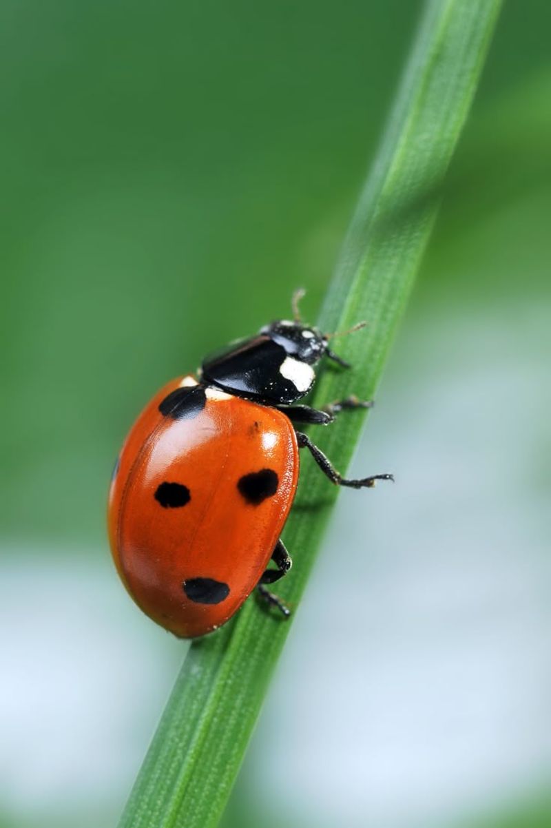 Ladybugs
