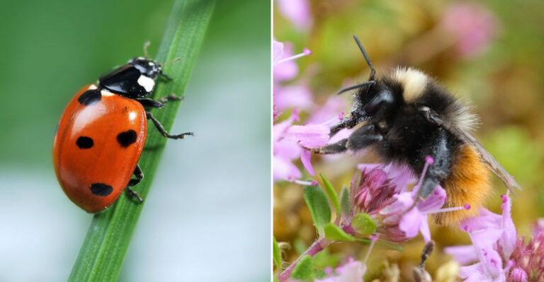 ladybug and bumblebee
