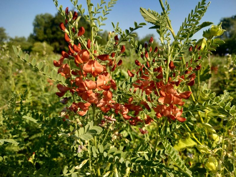 Austrian Peaweed (Sphaerophysa salsula)