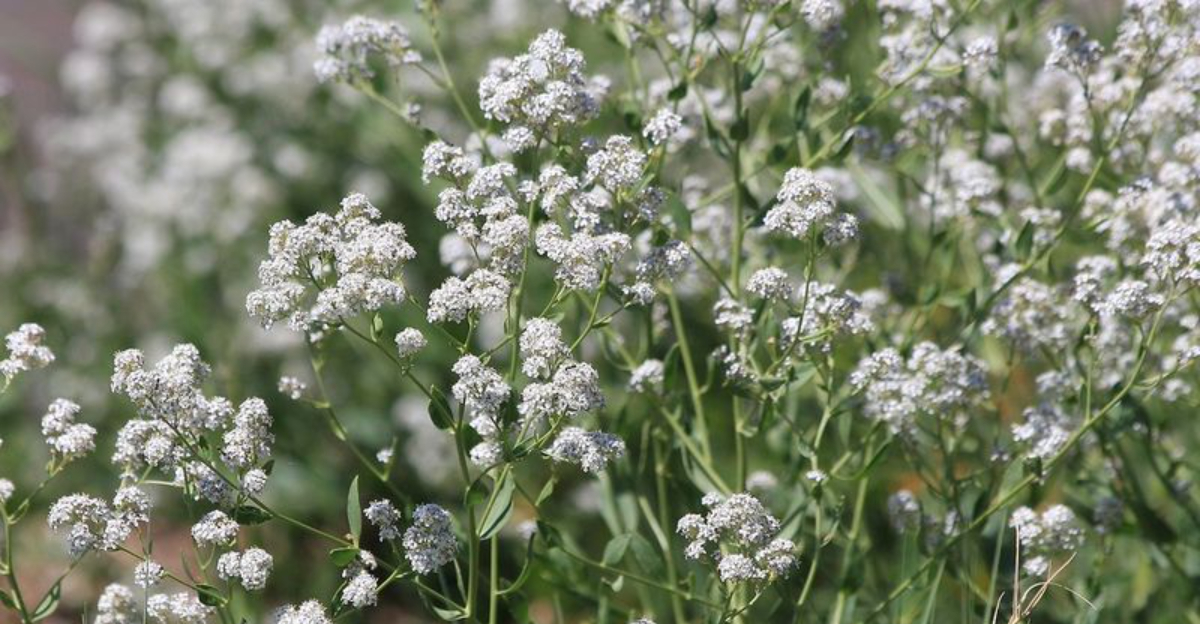 Perennial Pepperweed
